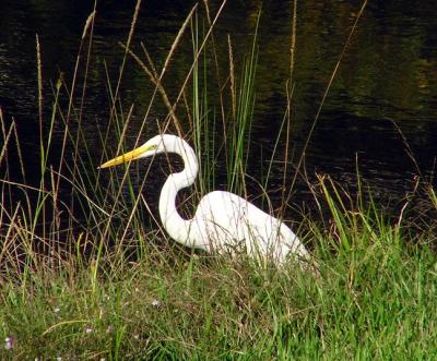 11-19-04 Great Egret fishing2.jpg