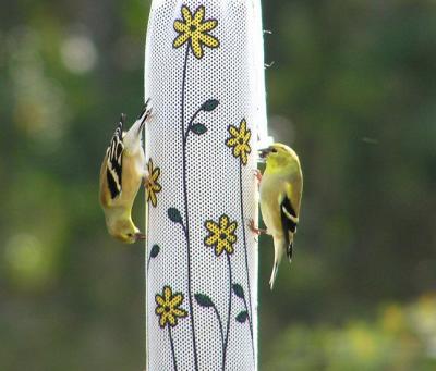 finches