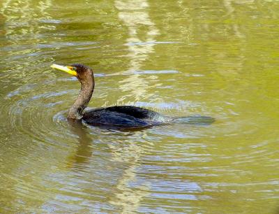 11-23-04 Cormorant1.jpg