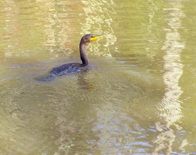 11-23-04 Cormorant2.jpg
