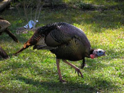 03-08-05 funky chicken impression.jpg