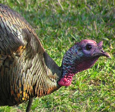 03-17-05 turkey portrait.jpg