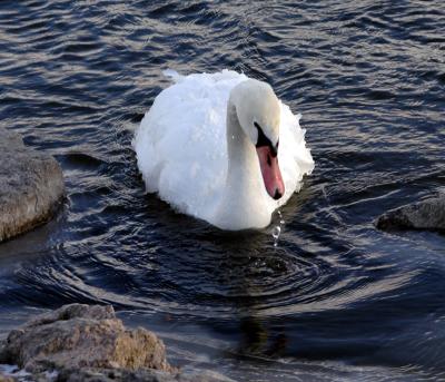 swans44.JPG