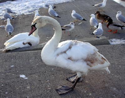 swans45.JPG
