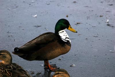 ducks 15