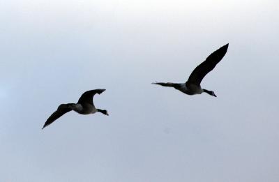 Flying Geese 2