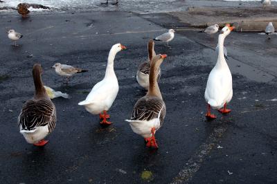 geese15.JPG
