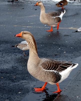 geese11.JPG