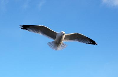 gulls14