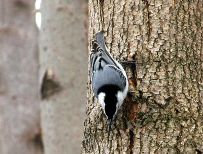 White-breasted Nuthatch I