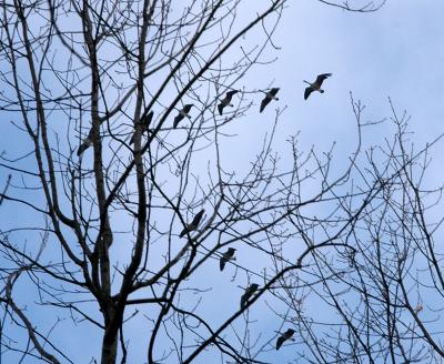 Flying Geese 1