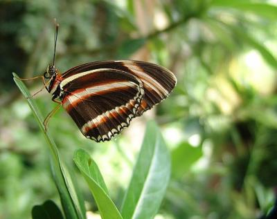 Tropical Butterfly Exhibit