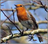 Robin in full song