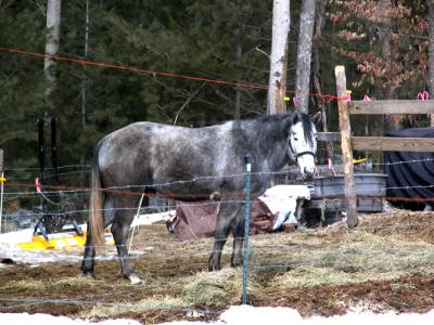 1_horse_web.jpg