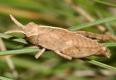  Northern Green-striped Grasshopper - Chortophaga viridifasciata