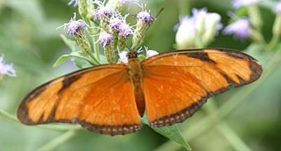Julia Heliconian - Dryas iulia