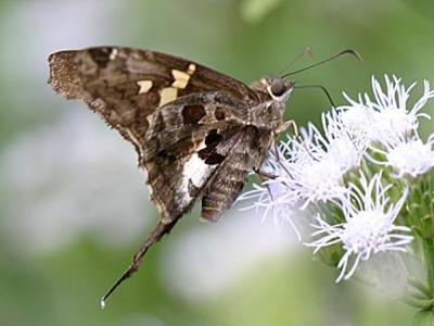 Zilpa Longtail - Chioides zilpa