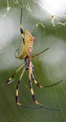 Golden Silk Spider - Trichonephila clavipes