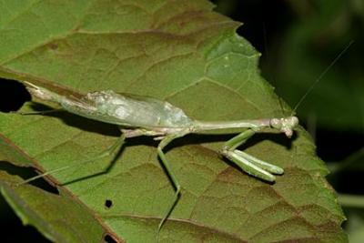 Carolina Mantid - Stagmomantis carolina