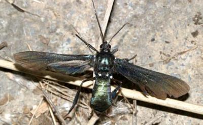 8273 - Southern Cyan Tiger Moth - Macrocneme chrysitis