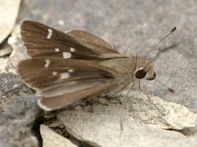 Violet-clouded Skipper - Lerodea arabus