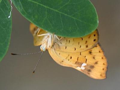 Curve-winged Metalmark - Emesis emesia