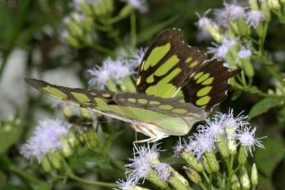 Malachite - Siproeta stelenes
