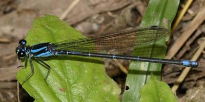 Damselflies of Texas and Mexico