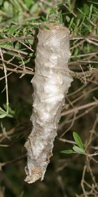 0457.99 - bagworm moth cocoon 4 long