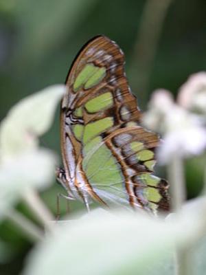 Malachite - Siproeta stelenes