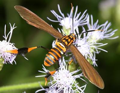 8287 -- Texas Wasp Moth -- Horama panthalon texana