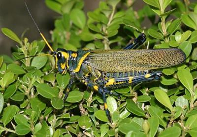 Lubber Grasshopper - Chromacris colorata