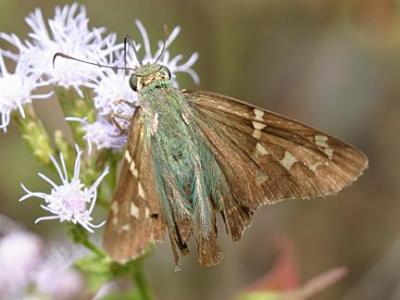 Cobalt Longtail - Urbanus viterboana