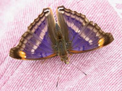 Pavon Emperor - Doxocopa pavon