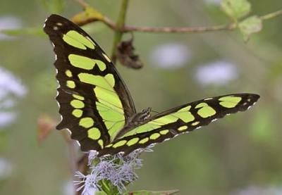 Malachite - Siproeta stelenes