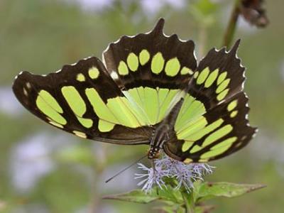 Malachite - Siproeta stelenes