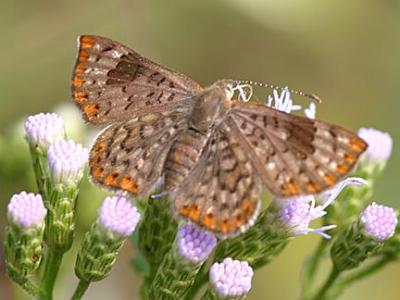 Walker's Metalmark - Apodemia walkeri