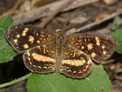 Pale-banded Crescent - Anthanassa tulcis