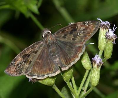 Mournful Duskywing - Erynnis tristis
