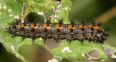 Bordered Patch - Chlosyne lacinia