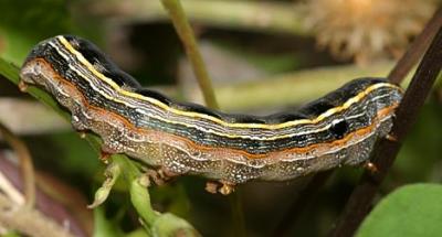 9669 - Yellowstriped Armyworm - Spodoptera ornithogalli