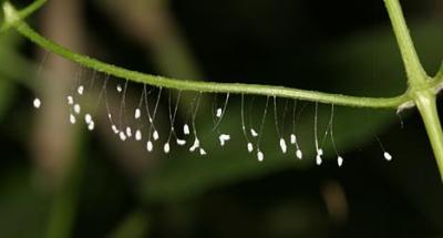 Eggs of green lacewing, family Chrysopidae.