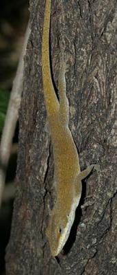 Green Anole - Anolis carolinensis