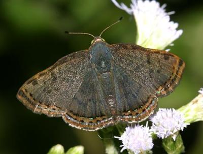 Red-bordered Metalmark - Caria ino