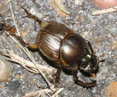 Gazelle Scarab - Onthophagus gazella (an introduced scarab beetle from Africa)