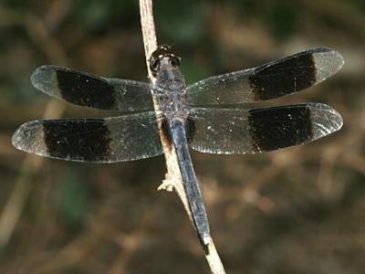 Band-winged Dragonlet - Erythrodiplax umbrata