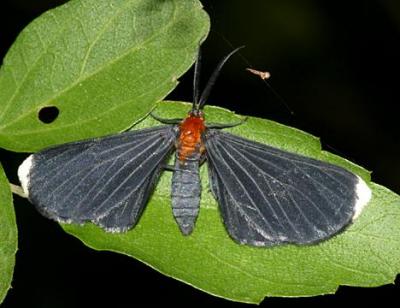 6616 - White-tipped Black Moth - Melanchroia chephise