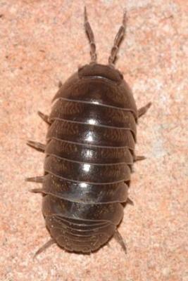 Armadillidium vulgare