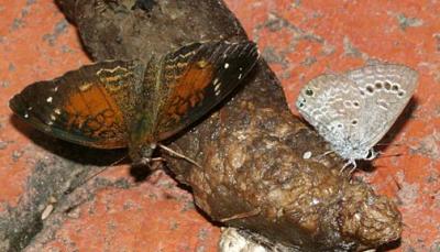Chestnut Crescent (Anthanassa argentea) & Reakirt's Blue (Hemiargus isola)