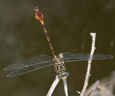 Narrow-striped Forcepttail - Aphylla protracta